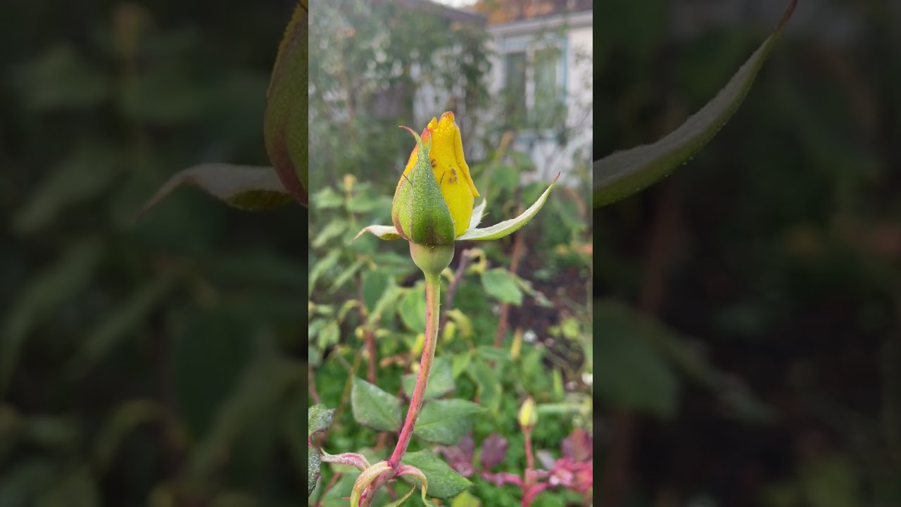 Emerging Radiance: The Beauty of a Yellow Rose Bud 