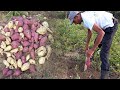 Vamos al conuco de luis a sacar batata la vida del campo en republica dominicana