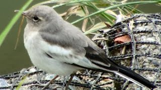 セグロセキレイの雛(幼鳥?)、chick (juvenile?) of Japanese Wagtali 、20150606 セキレイ 検索動画29 セグロセキレイの雛(幼鳥?)、chick (juvenile?) of Japanese Wagtali 、20150606 セキレイ 検索動画 29