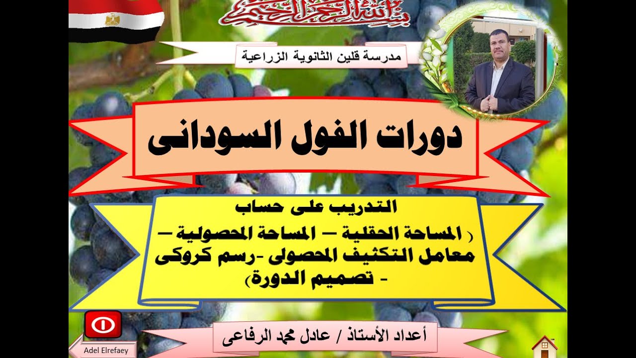 دورات الفول السودانى