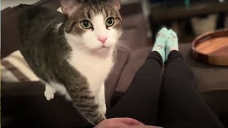 Sweet cat just realized it's owner is pregnant. screenshot 2