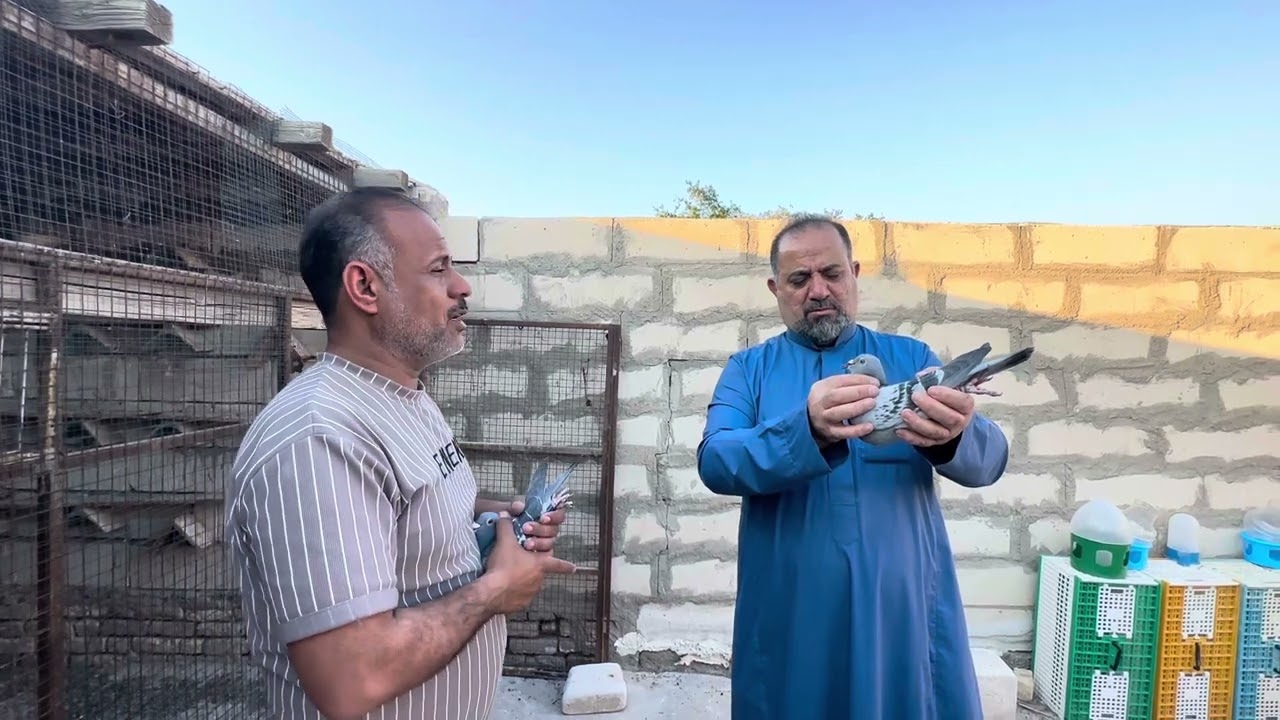 تكمله تفريخ حمام الاساس وتكلم عن سلاله الحمام عند اياد جبوري