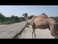Thar desert camel desertexperience wildlife thar animal thar