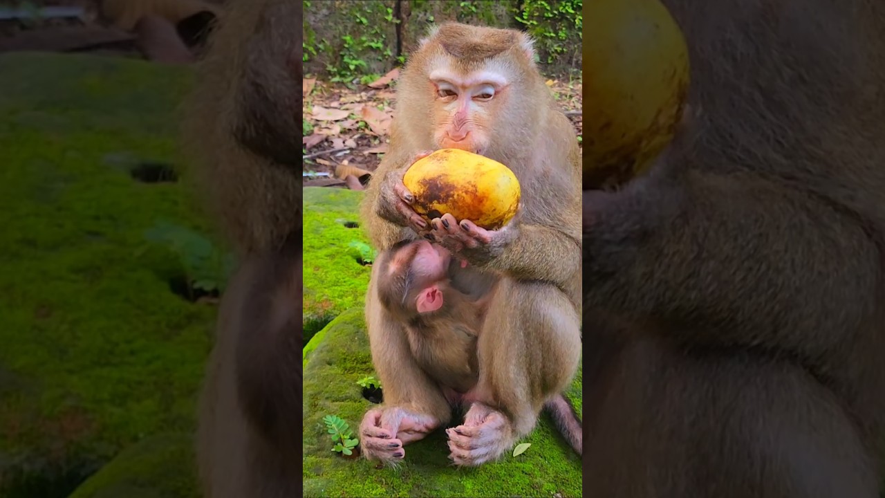 Adorable Mommy Luna Eating Mango 🥭