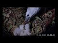 ~Sydney White-bellied Sea-Eagle - Bieliki Białobrzuche - KARMIENIE MALUSZKÓW ~