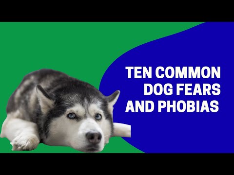 Video: Dog Fears and Phobias