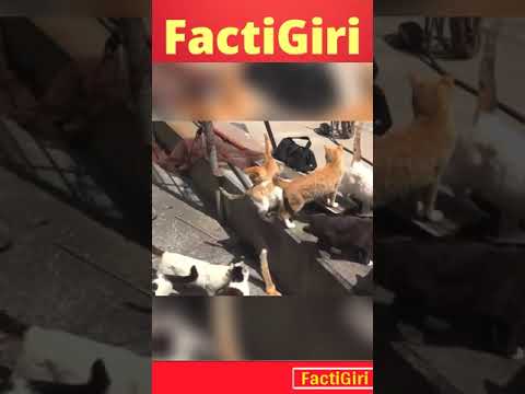 वीडियो: बिल्लियों के लिए कैटोसल: पशु चिकित्सा, संकेत और मतभेद, खुराक, समीक्षा और एनालॉग्स में उपयोग के लिए निर्देश
