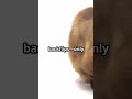 kity tail adventures #ai #cutecreations #funnypets #cute #petvideos #funny #pets #catfunny