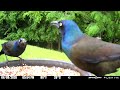 2 common grackles having a temporary truce 6/8/2026