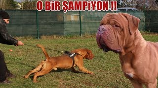 O BİR ŞAMPİYON ( Dünyanın En Güçlü Köpek Irklarından biri ) Fransız Mastiff, Biggest Dogs, Best dog