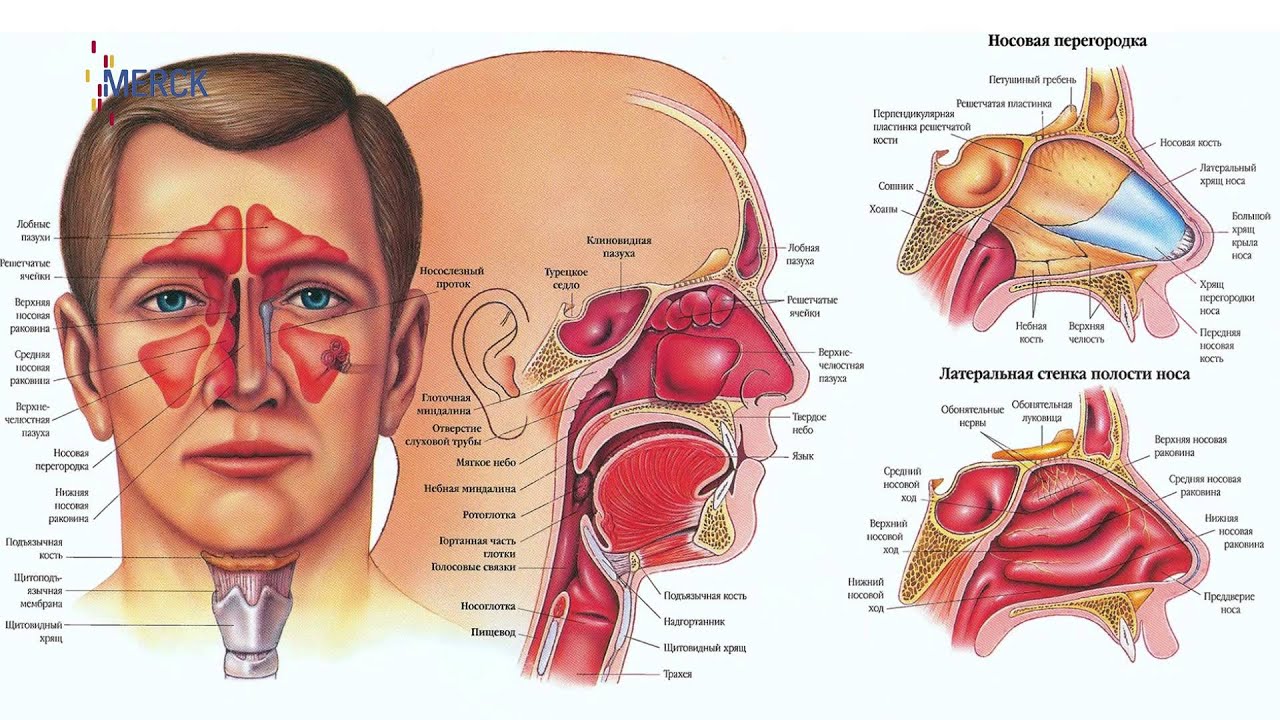 Ранняя диагностика рака головы и шеи в Казахстане - YouTube