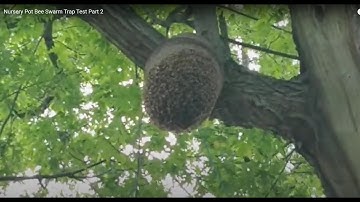 NURSERY POT SWARM TRAP TEST PART 2