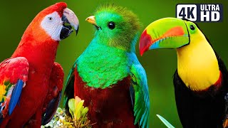 MOST BEAUTIFUL BIRDS IN BRAZIL | COLOURFUL BIRDS | RELAXING SOUNDS | STUNNING NATURE | STRESS RELIEF