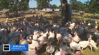 Good Question: Why are turkey prices lower this Thanksgiving?