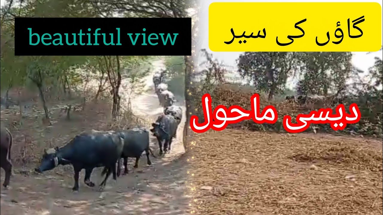 Village Tour | Village View | Pakistan village visit today | Cows view ...