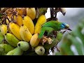 NGOBROL BURUNG MALAM-MALAM