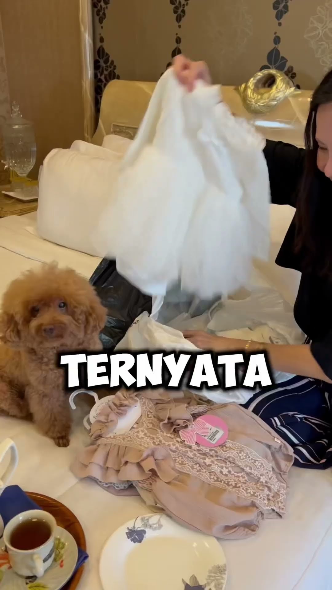 TOLONG ANJING AKU !!