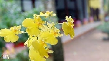 25 -Mi Tiên vấn đáp -25-  Bài 99 đến Bài 101  - dịch giả HT GIới Nghiêm