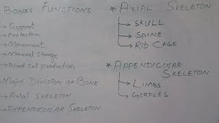 Human Bone function|function of bones|bones types