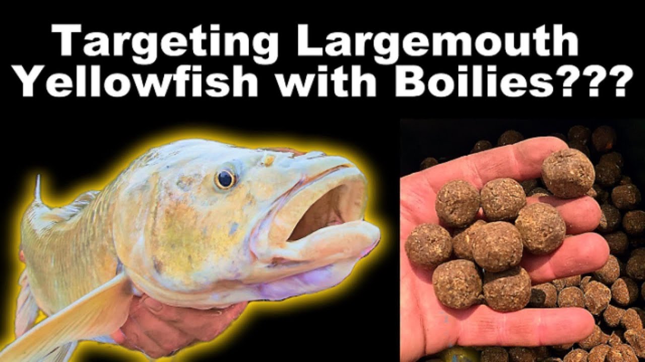 Targeting Largemouth Yellowfish on Boilies???