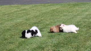 Pomeranian Puppies For Sale