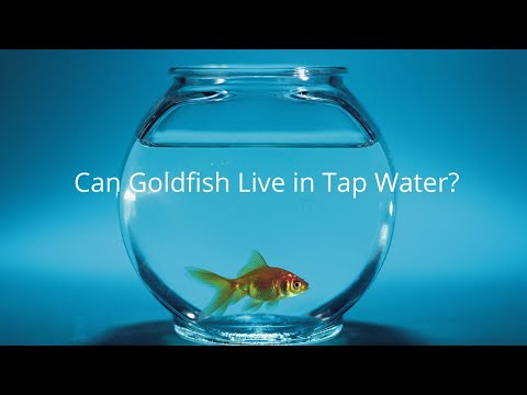 Can Goldfish Live In Tap Water? - Youtube