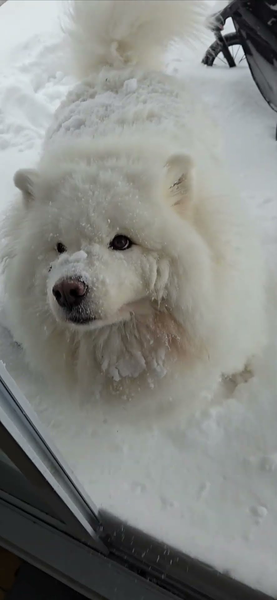 Samoyed Covered In Thick Coat Of Snow || ViralHog