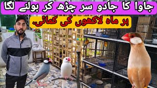 Fawn Java  Breeding Setup || Visited in Lahore Pakistan