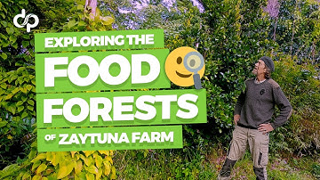 Exploring the Food Forests of Zaytuna Farm