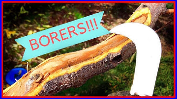 Fruit Tree Borers (FIX)