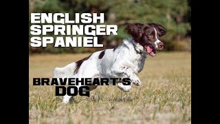 10 English Springer Spaniel Facts  Braveheart's Dog  Animal a Day E Week