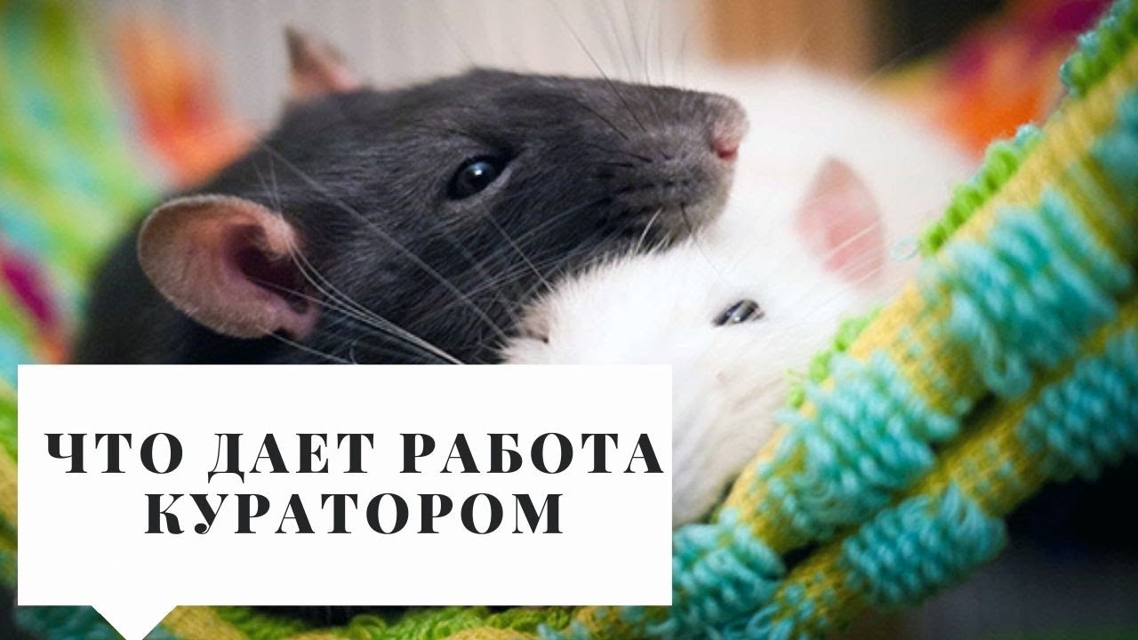 обязанности кураторов в онлайн-школе обязанности кураторов в онлайн-школе