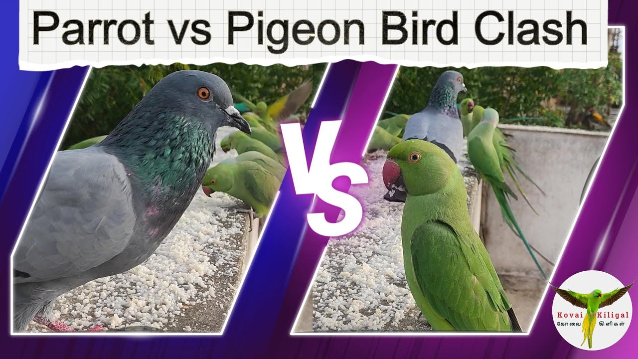 Pigeon Fight Patterns 🦜 Parrot vs Pigeon FIGHT! 🆚 | Indian Ringneck Daily Feeding & Bird ...