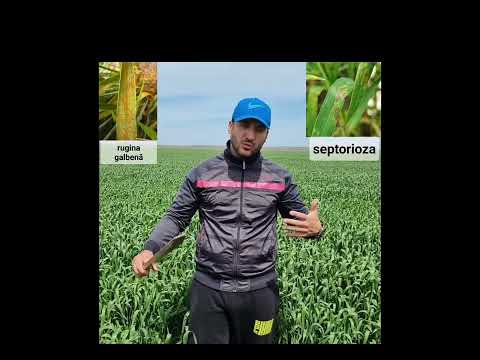 Video: Boli ale ruginii de grâu - Sfaturi despre tratarea ruginii în plantele de grâu