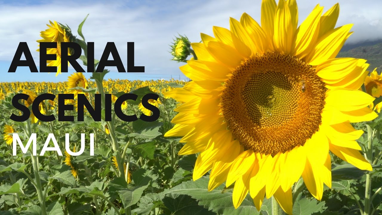 Paradise Droneography