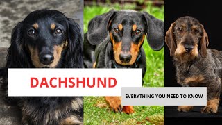 DACHSHUND - EVERYTHING YOU NEED TO KNOW