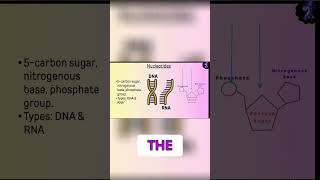Nucleotide Structure: Unveiling the 3 Main Parts