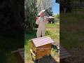 The girls were SO chill 🐝💞 #bees #beekeeper #beekeeping #hiveinspection