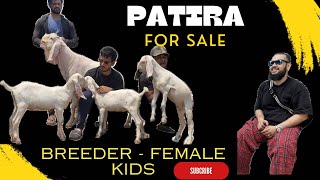 Patira Goats - Breeder, Female, Kids up for SALE with @ILUENTERTAINMENT - HOA Livestock 9870777113