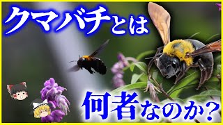 【ゆっくり解説】理論上は飛べない…⁉実は温厚な「クマバチ」とは何者なのかを解説/クマンバチとの違いは熊蜂に依存する寄生虫