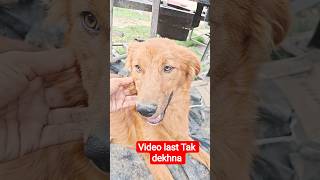 chor aaya tha#labrador #shortsfeed #funny #dogshorts #comedy #viral #dog #shorts #youtubeshorts