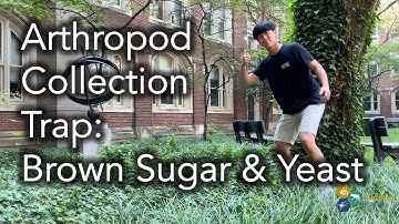 Arthropod Collection Trap: Brown Sugar & Yeast