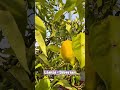 Descoperă savoarea și exoticul în grădina ta! 🌿