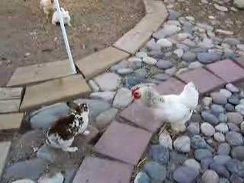 chicken police?