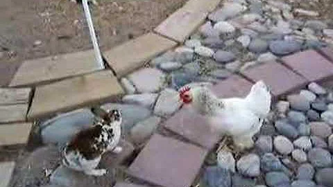 Chicken Police?