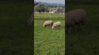 Schafe Am Gras Fressen In Ettingen