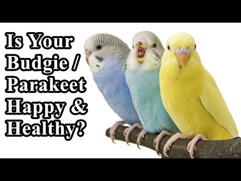 Healthy Budgie Signs - is your Parakeet Happy?