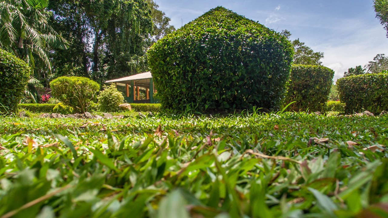Imageresult for Henarathgoda Botanic Gardens , Gampaha.