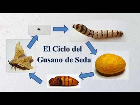 Video: ¿De dónde vienen los gusanos de seda?