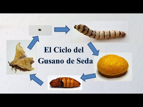 Ciclo de Vida del GUSANO DE SEDA. Historia y Curiosidades